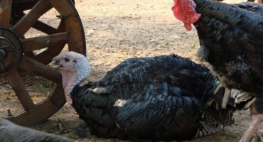 Co mohou krůty bolet: příznaky a léčba